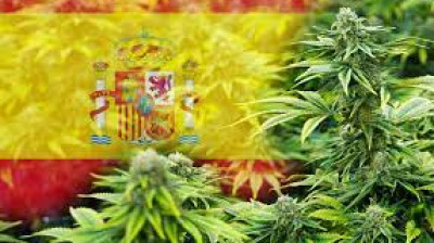 Sanidad inicia los trámites para legalizar la marihuana terapéutica en España