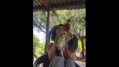 Pollito Mascota Bailando