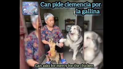 Perro pide piedad por gallina #perro #gallina #abuela #cocina #piedad #mejoresamigos #lima #ayacucho #mexico