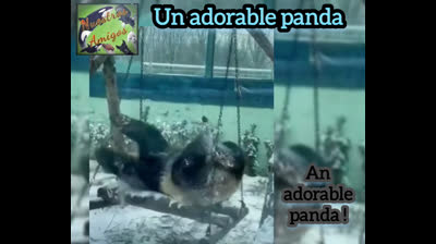 Adorable panda #salvaje #animal #oso #panda #mascota #reinoanimal